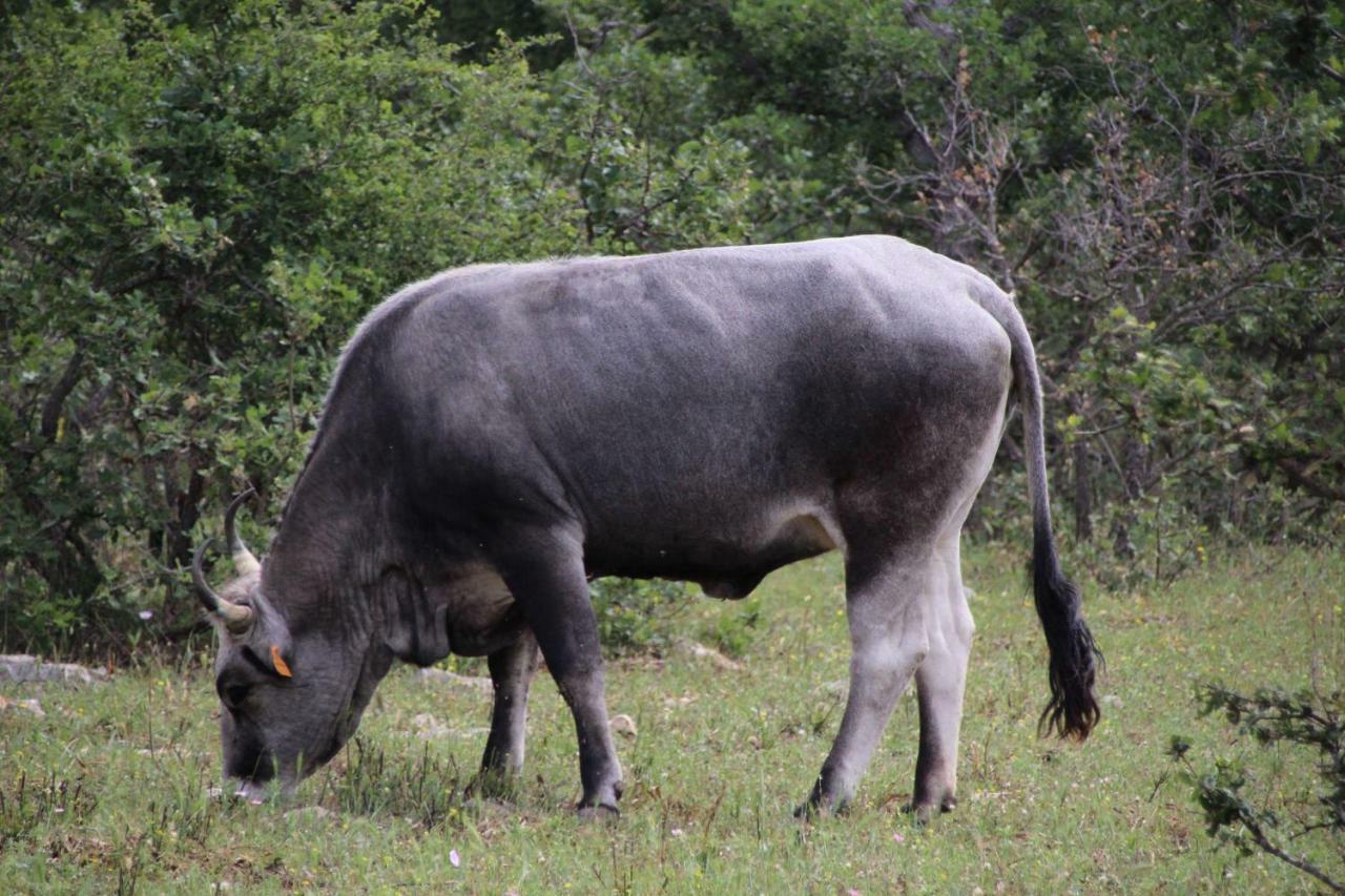 Tenuta Tedone Consolini Βίλα Ruvo di Puglia Εξωτερικό φωτογραφία