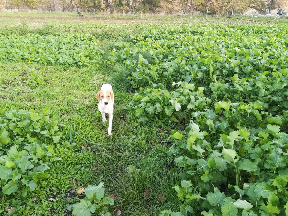 Tenuta Tedone Consolini Βίλα Ruvo di Puglia Εξωτερικό φωτογραφία