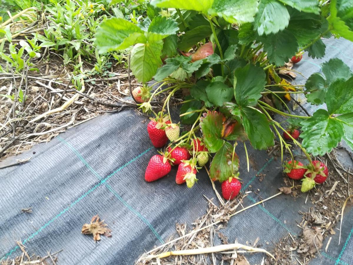 Tenuta Tedone Consolini Βίλα Ruvo di Puglia Εξωτερικό φωτογραφία